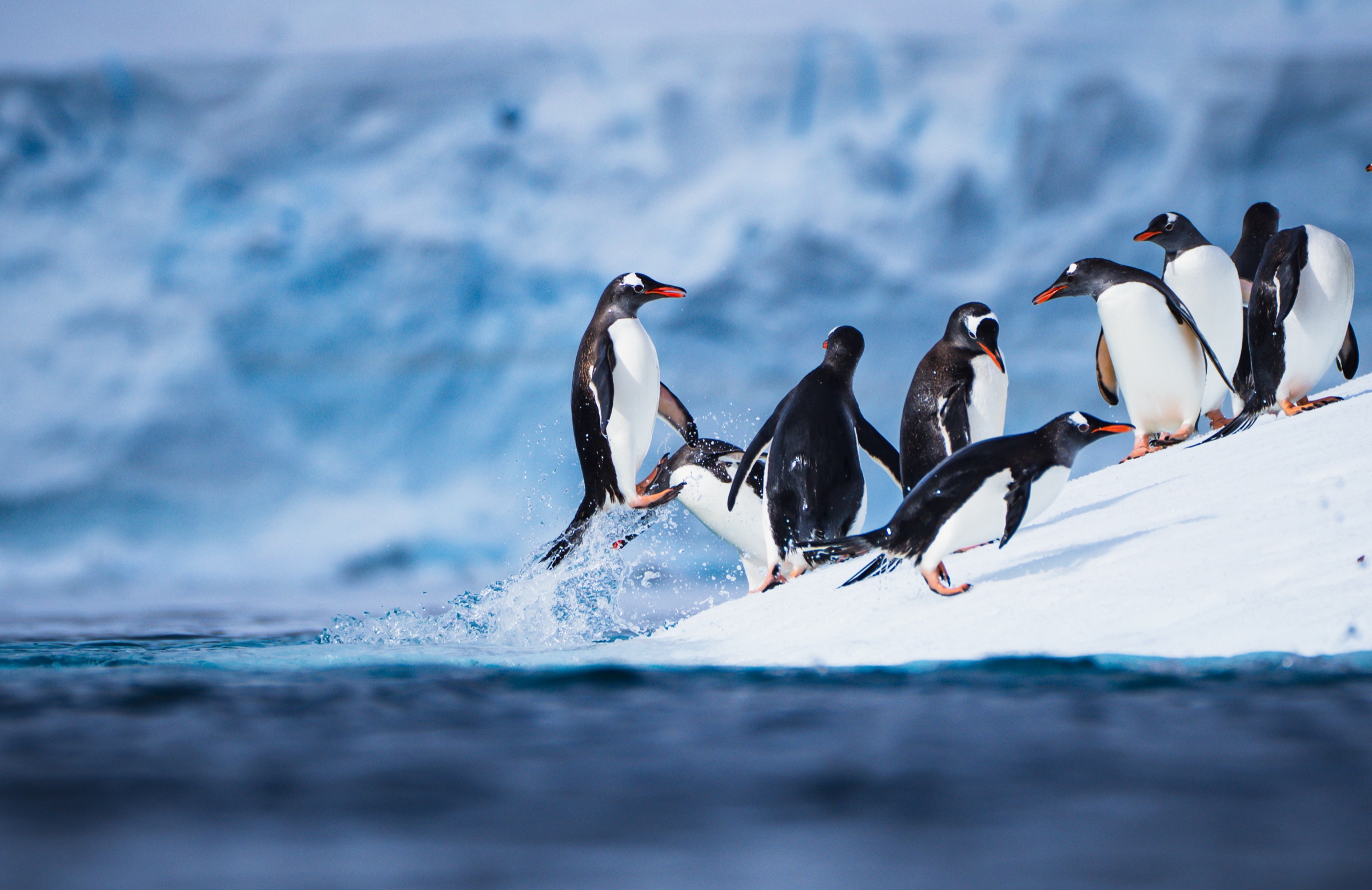 Gentoo penguins launching into Antarctic waters — M/V Legend Expedition 2025